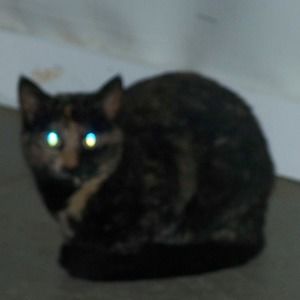 Meet your Posher, Doris